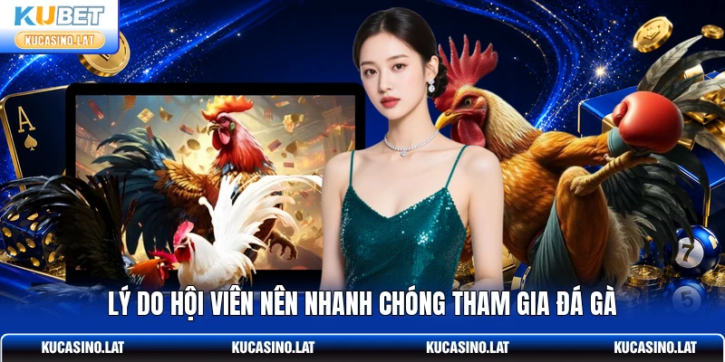 Lý do hội viên nên nhanh chóng tham gia đá gà Lý do hội viên nên nhanh chóng tham gia đá gà